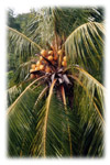 Cocotero (Coconut) tree in Rivas, Nicaragua