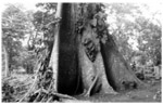 Ceiba tree (Ceiba pentandra), Volcán Mombacho, Nicaragua