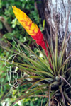 Flor exótica de planta parásita (epifita) en Madriz, Nicaragua